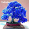 1: 50 PC Seltene China Bule Ahorn Bonsai-Baum-Samen, Rare Sky Blue Maple Balkonpflanzen Schöne Maple Leafs Für Hausgarten 1