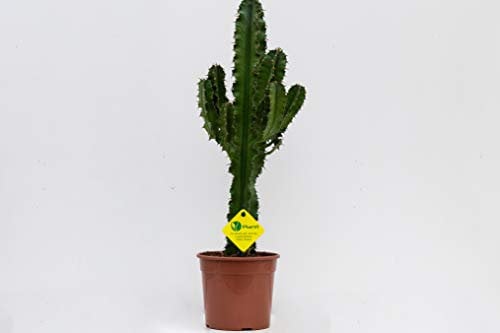 PLANTI' Pianta Vera Euphorbia Erythraea, Cactus Colonnare Ornamentale da Interno, Pianta Grassa con Fiori Gialli a Margherita, Vaso da 15 cm, Ideale per Casa e Ufficio