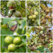 12 pcs walnussbaum kaufen samen, Juglans regia pflanze, plants, bio samen walnüsse samen bio obstbäume, zimmerpflanzen pflanzen samen indoor geschenke für gartenfreunde, pflanzen garten