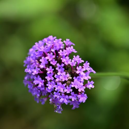 400 pcs Teppich Verbene Samen - gartenkräuter zimmerpflanze blumen saatgut Echtes Eisenkraut Samen - kräutergarten indoor, seltene pflanzen bienenfreundliche blumensamen plants blumen
