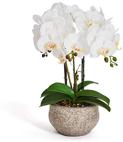 4Ever Green Künstliche Große Kunstblumen Weiß Ecru Orchidee Phalaenopsis Künstliche Blumen Deko Kunstpflanze Kunstblume im Grau Zement Topf, 42 cm Hoch