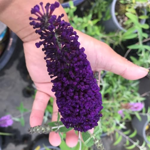 50 pcs schmetterlingsflieder samen sommerflieder schattenpflanzen winterhart pflanzen für balkon (Buddleia) sommerblumen samen nachhaltige geschenke für frauen geschenk ostern blumen