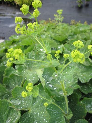Alchemilla xanthochlora vulgaris - Gewöhnlicher/Gelbgrüner Frauenmantel - Ursprungsart Verpackungseinheit 1