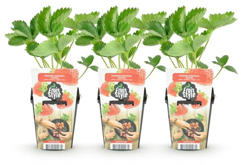 GreenboutiQ - Obstpflanzen - Erdbeere - Fragaria Maxim - Winterhart - 3 Pflanzen - Topf 9 cm - Rote Erdbeere