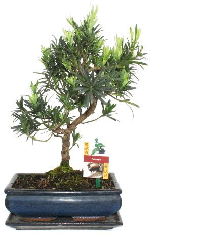 Exotenherz - Bonsai Steineibe - Podocarpus macrophyllus - ca. 10 Jahre