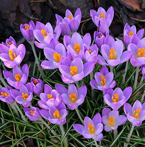 Pracht Herbstkrokus - Crocus speciosus - lebende Gartenpflanze aus den Baumschulen