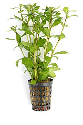 Hygrophila polysperma Indischer Wasserfreund im Topf Wasserpflanze Aquarium Aquariumpflanze