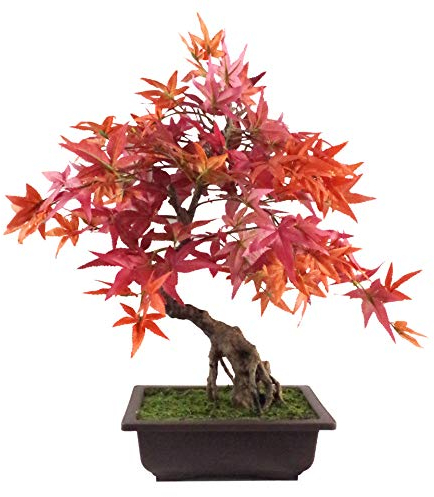 Leaf Arbre Artificiel Bonsaï érable Rouge 50 cm