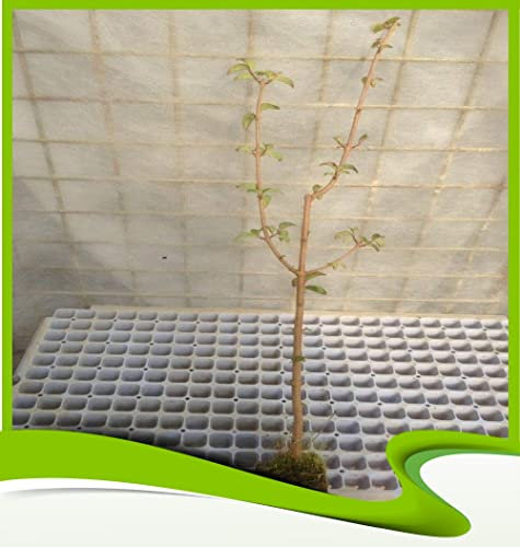 Ligustrum japonicum (Troène du Japon) - Plante