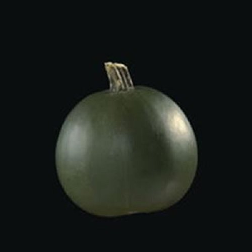 PlantGenesis Gem Squash 'Rolet' / Small tasty fruit in autumn / 10 Seeds