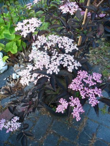 schwarzlaubiger Holunder Sambucus nigra Black Lace 80-100 cm hoch im 5 Liter Pflanzcontainer