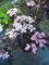 schwarzlaubiger Holunder Sambucus nigra Black Lace 80-100 cm hoch im 5 Liter Pflanzcontainer