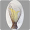 Simandra Deko-Leuchte Stimmungsleuchte Stehleuchte Tischleuchte Tischlampe Bali Asia TULPE klein 60 cm Color Weiß