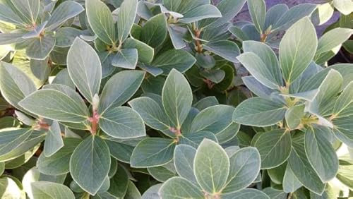 Vaccinium glauco-album - Nepal Blaubeere