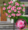 Stammrosen (Laminuette)