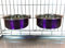 Ellie-Bo Pair of Dog Bowls For Crates, Cages or Pens and 3 Sizes (2.0Ltr Large, Purple)
