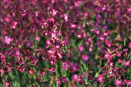 Staudenkulturen Wauschkuhn Lychnis viscaria 'Purpurea' - Pechnelke - Staude im 9cm Topf