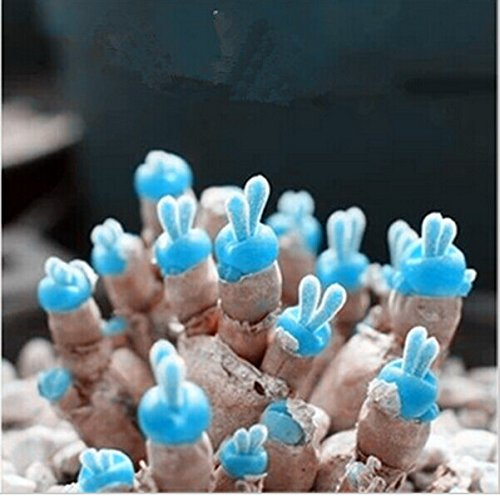 100pcs Lithops Samen, Häschenohren Samen-Stein-Blumen, Bonsai Pflanzen Samen, für Heim & Garten 49%