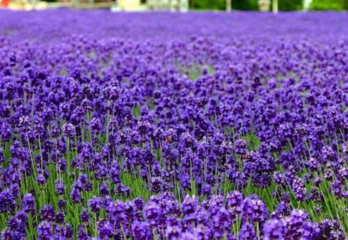 Inglese Lavanda Lavandula angustifolia 250 semi Elegante Bello CombSH:Seeds