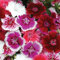 Dianthus (Pinks) Hardy Perennial 'Festival Mixed' 1x 30 Garden Ready Plants by Thompson and Morgan