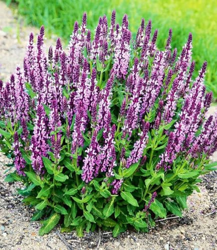 BALDUR Garten 4x Salvia 'Pink Profusion', Pflanzen im 9x9 cm-Topf | essbare, duftende Blüten, winterhart & trockenresistent, pflegeleicht, ideal für Naturgärten & Kräuterbeete