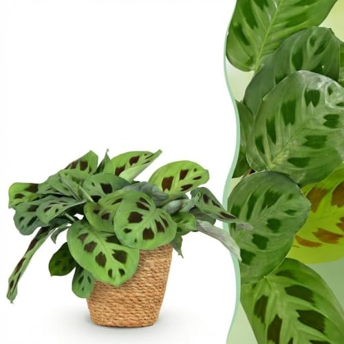 Maranta Fascinator Kerchoveana - Zebra Pflanze - Haustierfreundliche Pflanze - Grün - 2 Pflanzen - mit Korb - 25cm - Ø12cm - Zimmerpflanze - Komplettes Set - Pflanze mit Topf