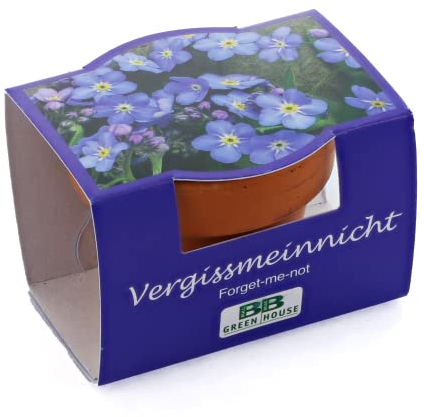 Bull & Bear Minipflanzset Vergissmeinnicht, Blumensamen im Topf 40mm, Mini Blumen als Anzuchtset mit Pflegeanleitung