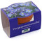 Bull & Bear Minipflanzset Vergissmeinnicht, Blumensamen im Topf 40mm, Mini Blumen als Anzuchtset mit Pflegeanleitung