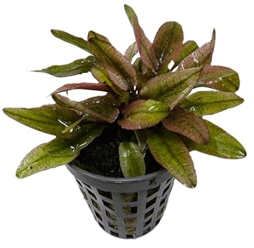 WASSERPFLANZEN WOLFF - *** Top-Rarität *** Flamingo Wasserkelch/Cryptocoryne spec. 'Flamingo' im Topf, rosafarbene Züchtung