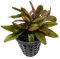 WASSERPFLANZEN WOLFF - *** Top-Rarität *** Flamingo Wasserkelch/Cryptocoryne spec. 'Flamingo' im Topf, rosafarbene Züchtung
