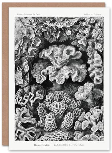 Artery8 Ernst Haeckel Art Card Hexacorallia Vintage Coral Illustration