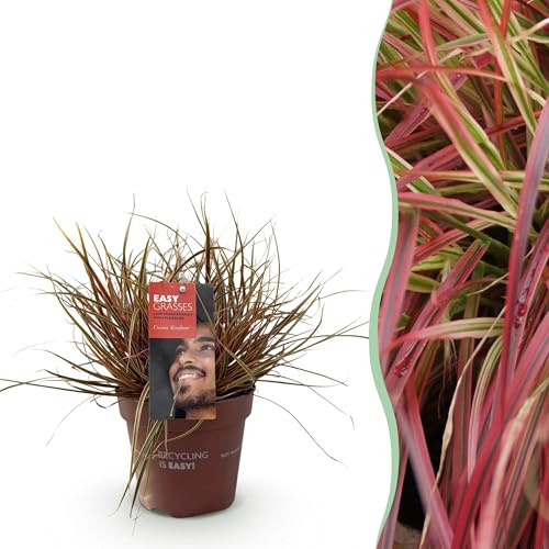 Ziergräser - Uncinia rubra Everflame - Rot - Immergrün - Winterhart - 40-50cm - Ø17cm - Gartenpflanze