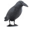 ISO TRADE Schwarzer Rabe Krähe Attrappe Taubenschreck Vogelschreck Schutz vor lästigen Vögeln 40cm 783