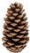 NaDeco Pinus maritima, Größe 10-14cm, 10 Stück | Große Deko-Zapfen | Maritima Tannenzapfen | Große Maritima-Zapfen | Pinus Pinaster | See-Kiefer-Zapfen | Meer-Kiefer-Zapfen | Große Tannenzapfen