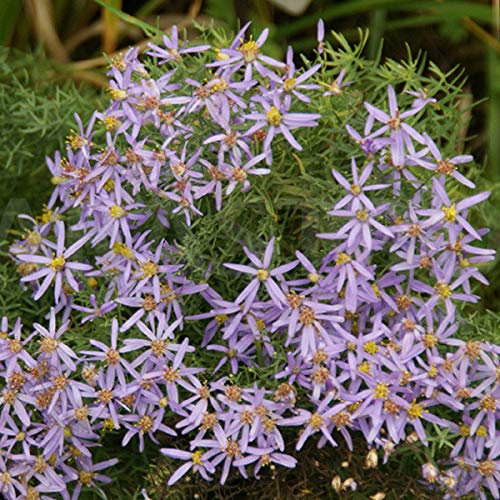 6 x Niedrige Aster Nanus - Aster Sedifolius Nanus Topf 9x9cm: Blaue Blüten, bodendeckend, pflegeleicht.