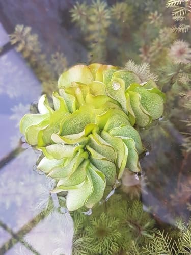 Lincolnshire Pond Plants Ltd 5 Pieces Salvina natans for Pond, Floating Plant Against Algae
