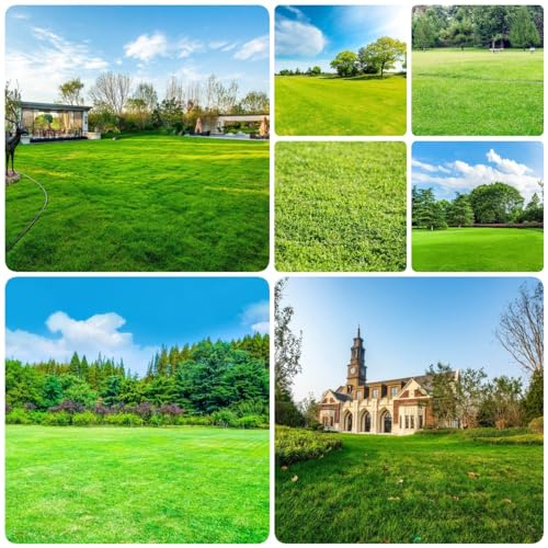 300 Pcs Rasensamen Schnellkeimend - Zoysia Japonica - Exotische Pflanzen Winterhart Rasensaat Grassamen Schattenrasen, Dachbegrünung Kübelpflanzen Grünpflanzen Winterharte Stauden Topfpflanzen