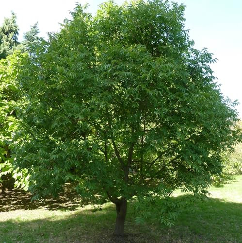 Pianta vera di Pistacia chinensis