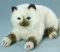 EBO 51433 - Birmakatze, 33 cm lang, liegend, naturweißer Glanzplüsch, Pfoten und Gesicht dunkelbraun besprüht