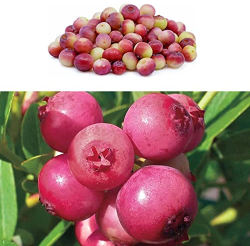 Blueberry Bush 'Pink Lemonade' Plant in 9cm Pots - Reliable and Heavy Cropping - Vaccinium Plants (Environment Friendly Packaging)