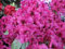 Rhododendron Hybride Olin D. Dobbs - Großblumige Alpenrose - 30-40cm