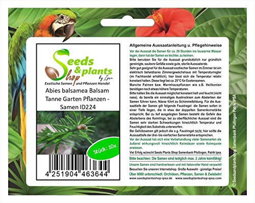 Stk - 10x Abies balsamea Balsam Tanne Garten Pflanzen - Samen ID224 - Seeds & Plants Shop by Ipsa