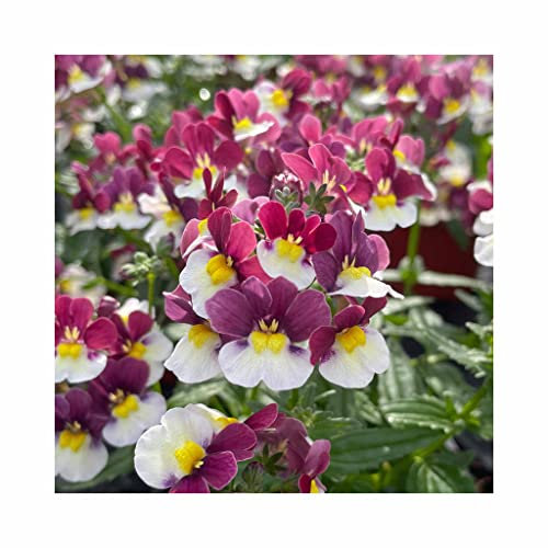 Nemesia Neminio Up Burgandy White - 6 Plug Plants - Stunning Nemesias for Hanging Baskets or containers Noticeable Nemesia. Summer is here!