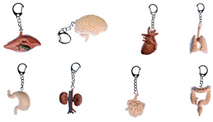 Miniblings 8x Organe Set Schlüsselanhänger Mensch Medizin Lunge Herz Leber Nieren Darm - Handmade Modeschmuck I I Anhänger Schlüsselring Schlüsselband Keyring