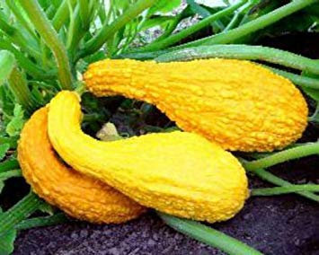 GELBE CROOKNECK SQUASH SAMEN (BUMPY SQUASH) GROSSER GESCHMACK! Kamm. Sch