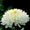 100 Stücke Weiße Chrysantheme Blumenpflanzensamen Hausgarten Bonsai Balkon Dekor Blume Obstbaum Gemüsesamen Chrysanthemensamen 100pcs