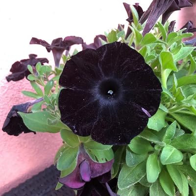 100 Stück schwarze Petunien-Blumensamen