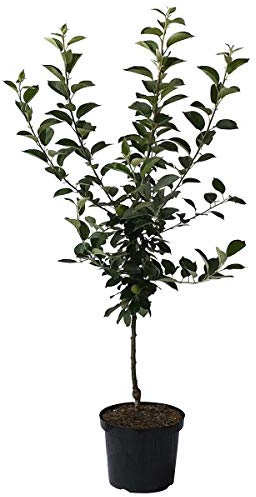 Apfelbaum Rote Alkmene beliebter Kinderapfel hoher Ertrag Buschbaum ca. 110-140 cm 10 L Topfballen, M7