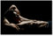Postereck - 0665 - Sixpack, Mann Liegend Sexy Erotik Nackt Muskeln - Erotisch Sexy Nackt Wandposter Fotoposter Bilder Wandbild Wandbilder - Poster - 3:2-61,0 cm x 40,5 cm