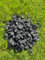 NovaMinerals Graphitschwarz Nero Ebano 22-30mm - 20kg | Hochwertiger Italienischer Zierkies für Garten & Landschaftsgestaltung | Edler Splitt für Akzentuierung von Brunnen, Blumentöpfen & Bänken